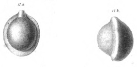 Biloculina lucernula Schwager, 1866