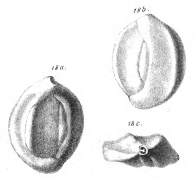 Quinqueloculina eborea Schwager, 1866