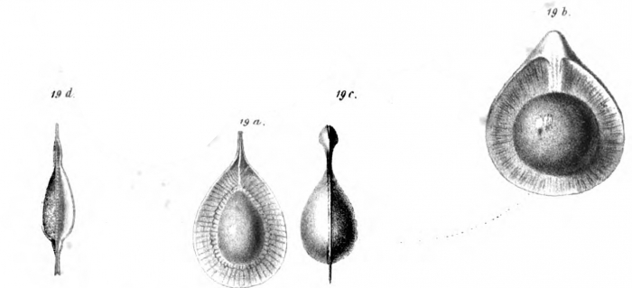 Lagena formosa Schwager, 1866