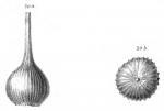 Lagena caepulla Schwager, 1866