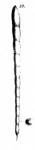 Nodosaria stimulea Schwager, 1866