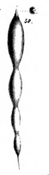 Nodosaria intertenuata Schwager, 1866