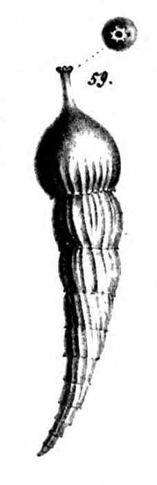 Nodosaria protumida Schwager, 1866