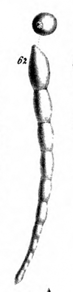 Nodosaria costai Schwager, 1866 