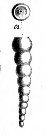 Nodosaria insolita Schwager, 1866