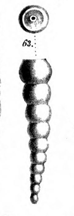 Nodosaria insolita Schwager, 1866