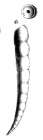 Nodosaria tauricornis Schwager, 1866