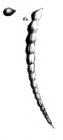 Nodosaria hircicornua Schwager, 1866