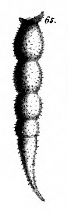 Nodosaria hispida Schwager, 1866 Nodosaria hispida Schwager, 1866