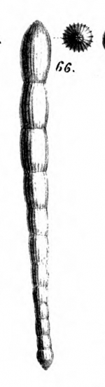 Nodosaria equisetiformis Schwager, 1866