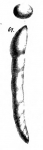 Nodosaria neugeboreni Schwager, 1866