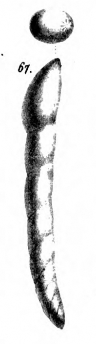 Nodosaria neugeboreni Schwager, 1866