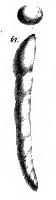 Nodosaria neugeboreni Schwager, 1866 Nodosaria neugeboreni Schwager, 1866