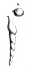 Nodosaria gracilescens Schwager, 1866 