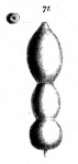 Nodosaria brevicula Schwager, 1866