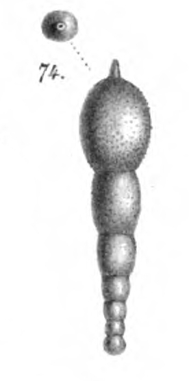 Nodosaria subtertenuata Schwager, 1866 Nodosaria subtertenuata Schwager, 1866