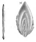 Frondicularia foliacea Schwager, 1866