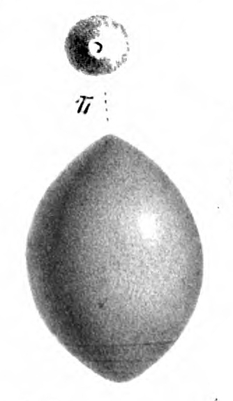Glandulina labiata Schwager, 1866
