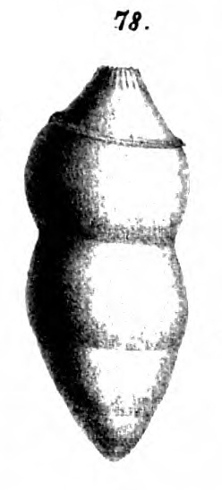 Glandulina solita Schwager, 1866