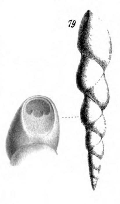 Pleurostomella alternans Schwager, 1866 Pleurostomella alternans Schwager, 1866