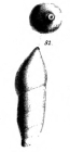 Marginulina subcrassa Schwager, 1866