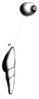 Marginulina subtrigona Schwager, 1866