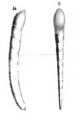 Cristellaria perprocera Schwager, 1866