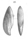 Cristellaria insolita Schwager, 1866