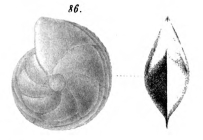 Cristellaria polita Schwager, 1866