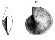 Cristellaria nikobarensis Schwager, 1866