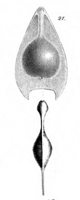Lagena seminiformis Schwager, 1866 Lagena seminiformis Schwager, 1866