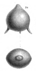 Fissurina staphyllearia Schwager, 1866