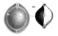 Fissurina capillosa Schwager, 1866