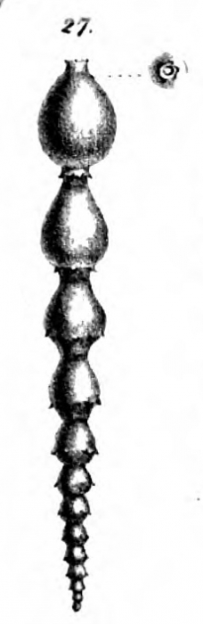 Nodosaria lepidula Schwager, 1866