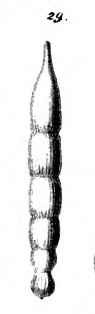Nodosaria perversa Schwager, 1866 Nodosaria perversa Schwager, 1866