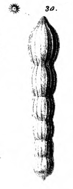 Nodosaria deceptoria Schwager, 1866