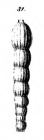 Nodosaria inconstans Schwager, 1866