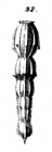 Nodosaria hochstetteri Schwager, 1866