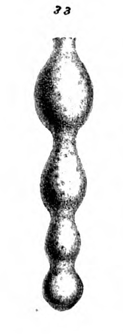 Nodosaria maculata Schwager, 1866 Nodosaria maculata Schwager, 1866