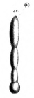 Nodosaria tympaniplectriformis Schwager, 1866