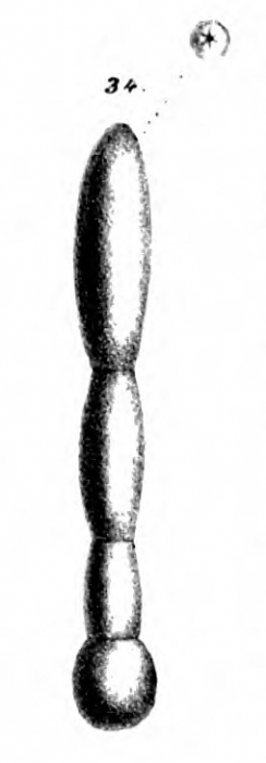 Nodosaria tympaniplectriformis Schwager, 1866