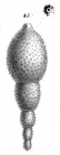 Nodosaria fistuca Schwager, 1866