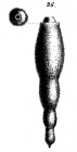 Nodosaria fistuca Schwager, 1866