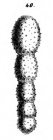 Nodosaria setosa Schwager, 1866