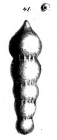 Nodosaria tholigera Schwager, 1866