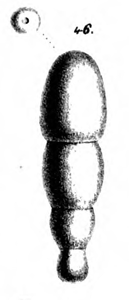 Nodosaria glandigena Schwager, 1866