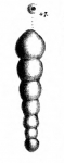 Nodosaria koina Schwager, 1866