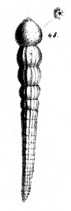 Nodosaria gomphiformis Schwager, 1866 Nodosaria gomphiformis Schwager, 1866