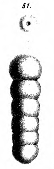 Nodosaria tornata Schwager, 1866 Nodosaria tornata Schwager, 1866