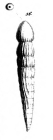 Nodosaria skobina Schwager, 1866 